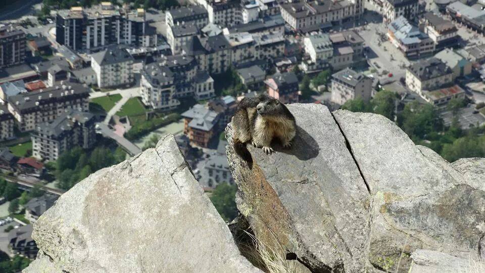 What a lovely marmot!